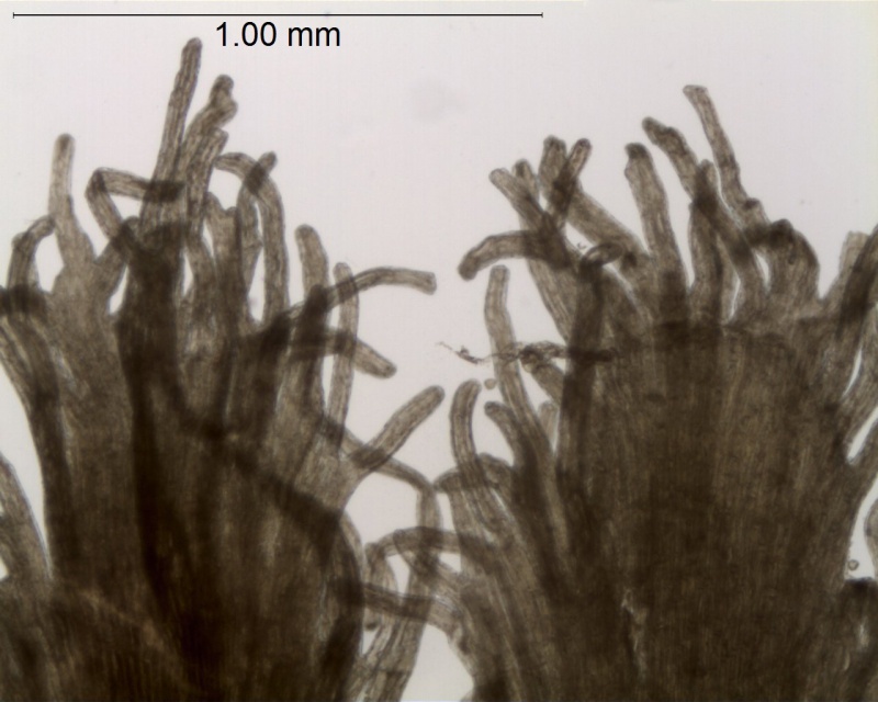 Cuscuta strobilacea var. strobilacea; El Salvador, Linares 2138 (MEXU)