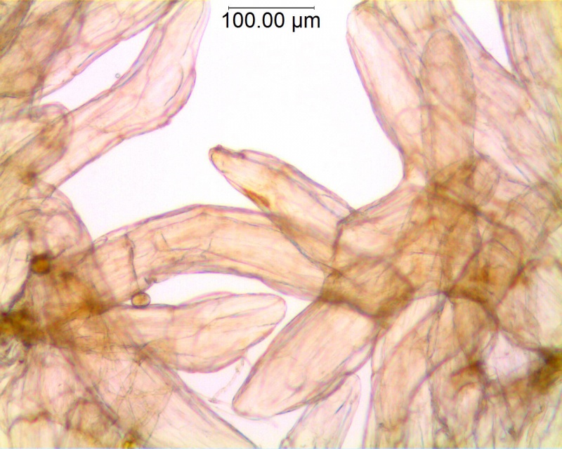 Cuscuta suaveolens; Chile, Eyerdam 24649 (KEW)