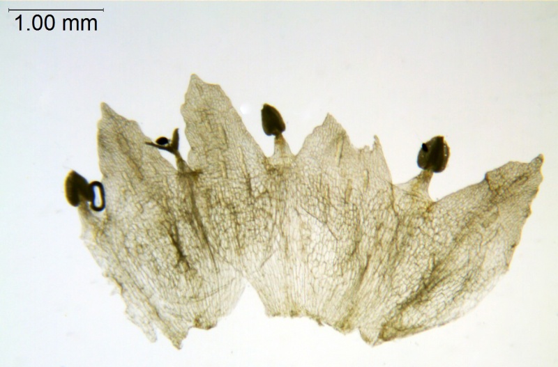 Cuscuta suksdorfii; U.S.A., California, Colwell, AC05-213 (UC)