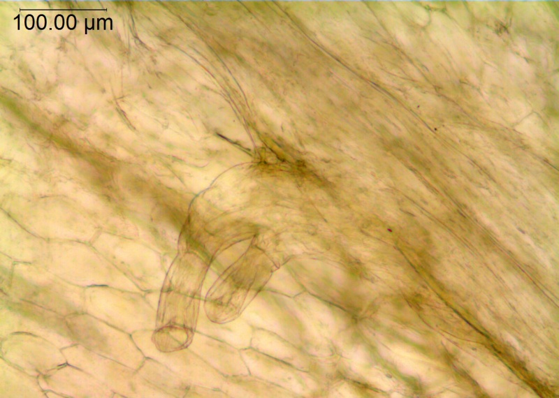 Cuscuta suksdorfii; U.S.A., California, Colwell, AC05-213 (UC)