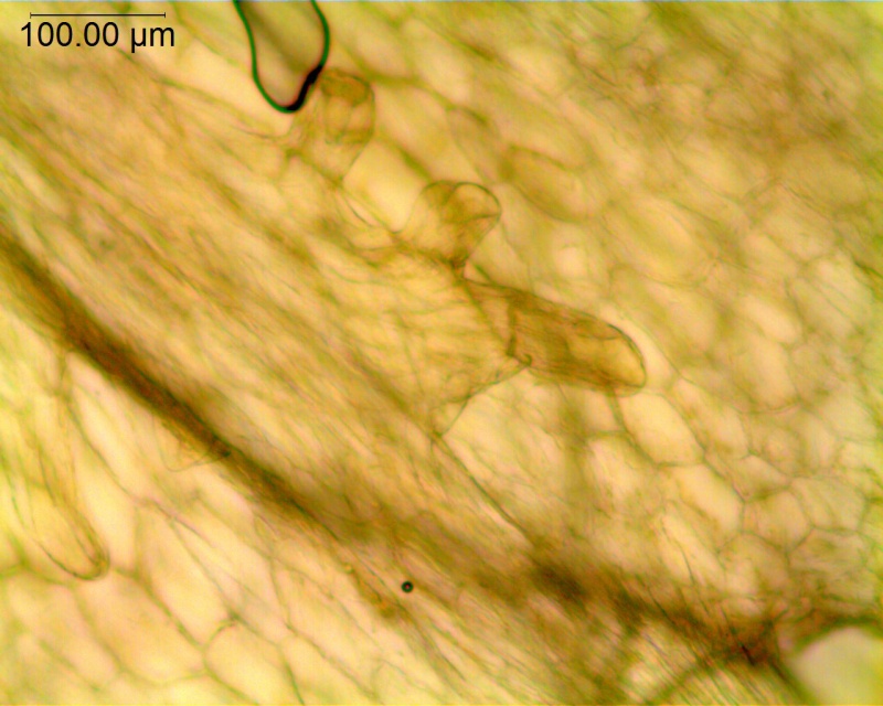 Cuscuta suksdorfii; U.S.A., California, Colwell, AC05-213 (UC)