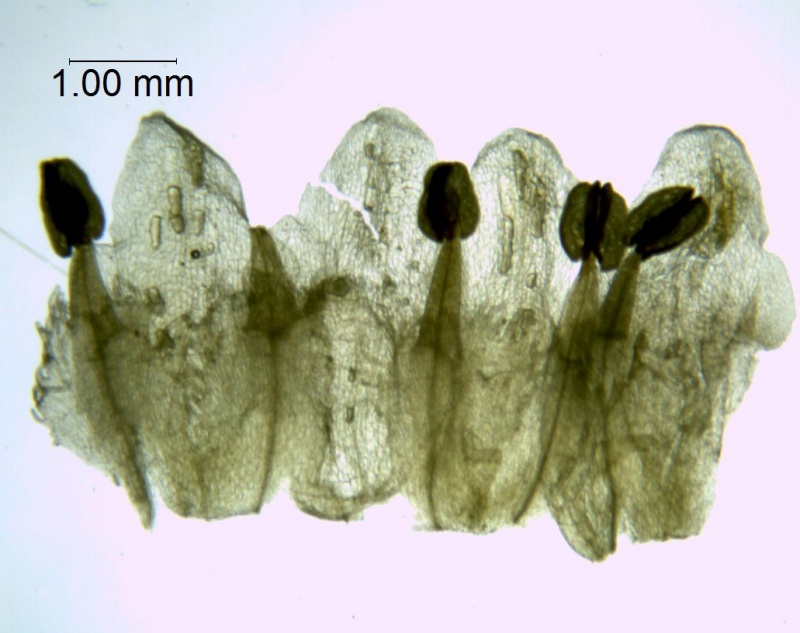Cuscuta tinctoria; Mexico, Van Devender et al., 94-1008, (WLU)