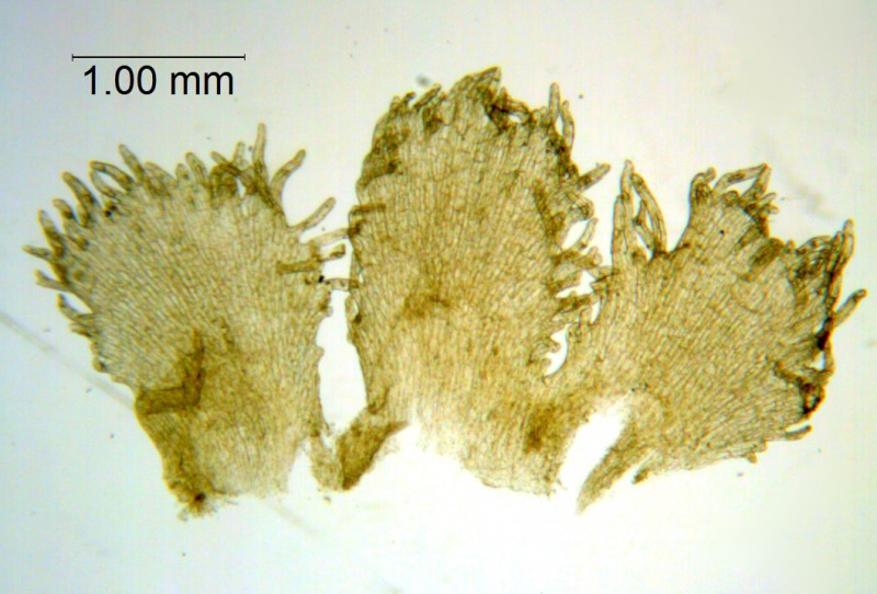 Cuscuta tinctoria; Mexico, Van Devender et al., 94-1008, (WLU)