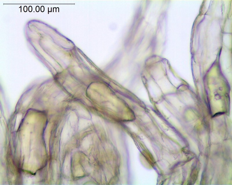 Cuscuta tinctoria; Mexico, Van Devender et al., 94-1008, (WLU)