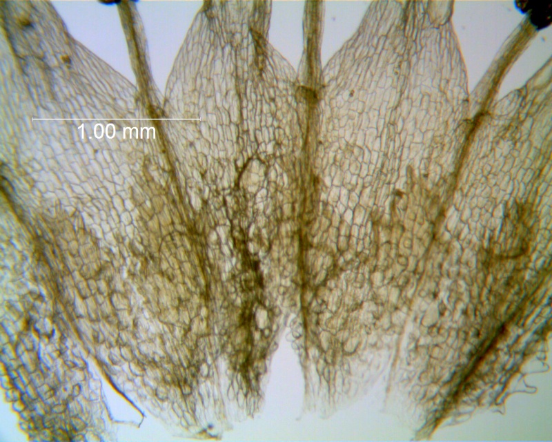 Cuscuta tuberculata; Mexico, Van Devender et al. 2006-514 (WLU)
