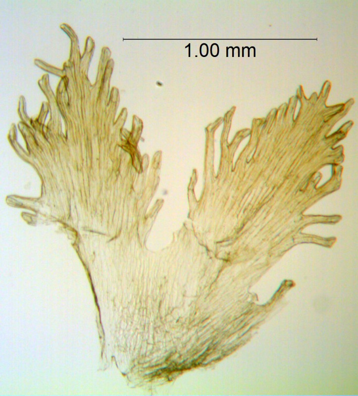 Cuscuta tuberculata; Mexico, Van Devender et al. 2006-514 (WLU)