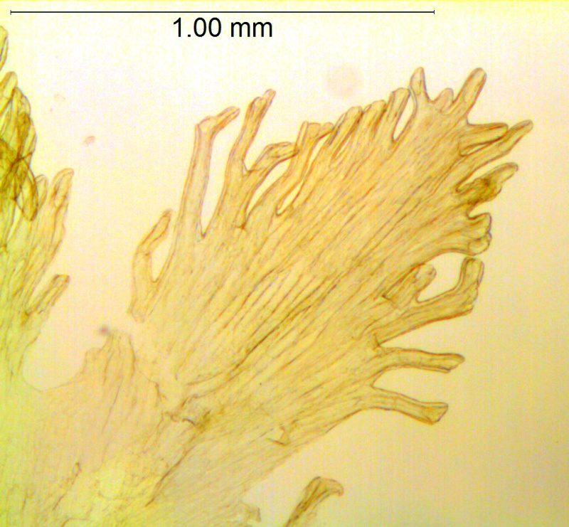 Cuscuta tuberculata; Mexico, Van Devender et al. 2006-514 (WLU)