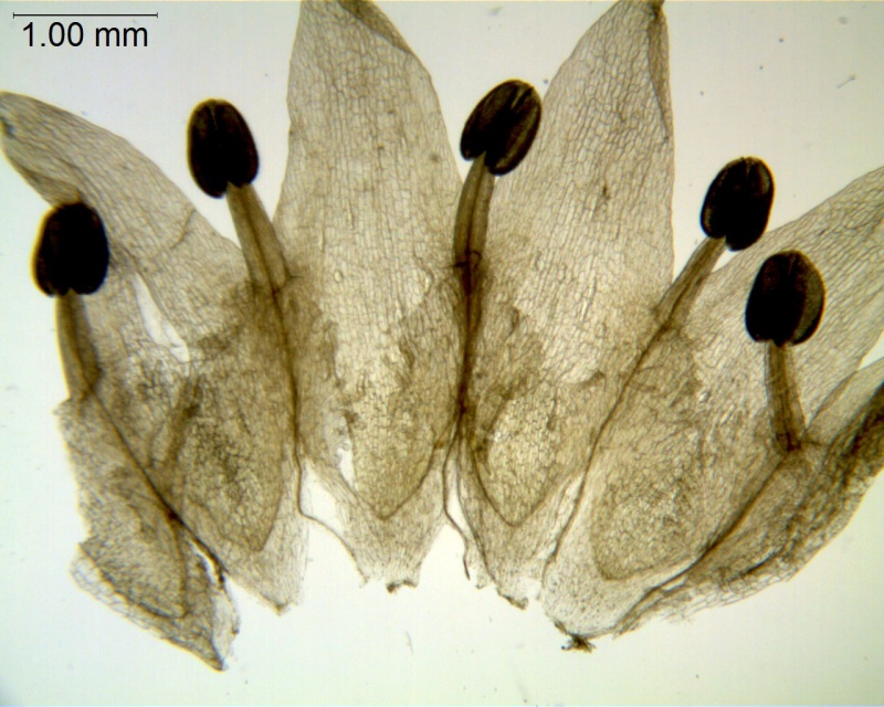 Cuscuta legitima = C. umbellata var. reflexa;  Mexico, Van Devender 2006-612 (WLU)