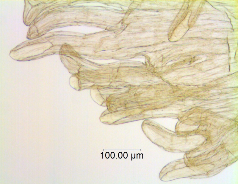 Cuscuta legitima = C. umbellata var. reflexa;  Mexico, Van Devender 2006-612 (WLU)