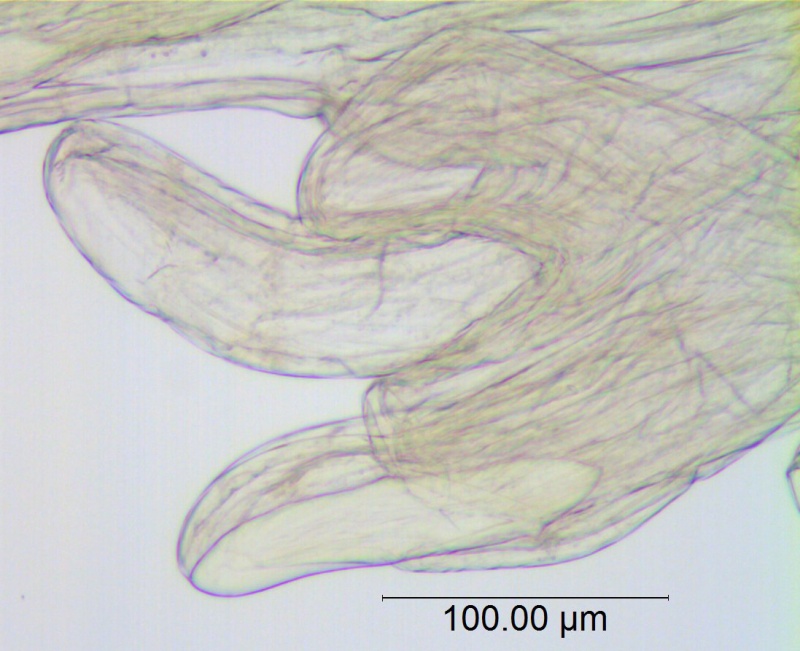 Cuscuta legitima = C. umbellata var. reflexa;  Mexico, Van Devender 2006-612 (WLU)