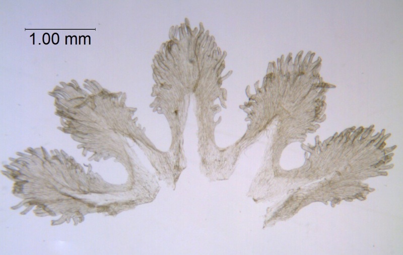 Cuscuta legitima = C. umbellata var. reflexa;  Mexico, Van Devender 2006-612 (WLU)