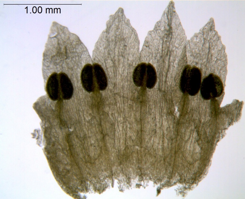 Cuscuta veatchii; Mexico, Porter 198 (MEXU)
