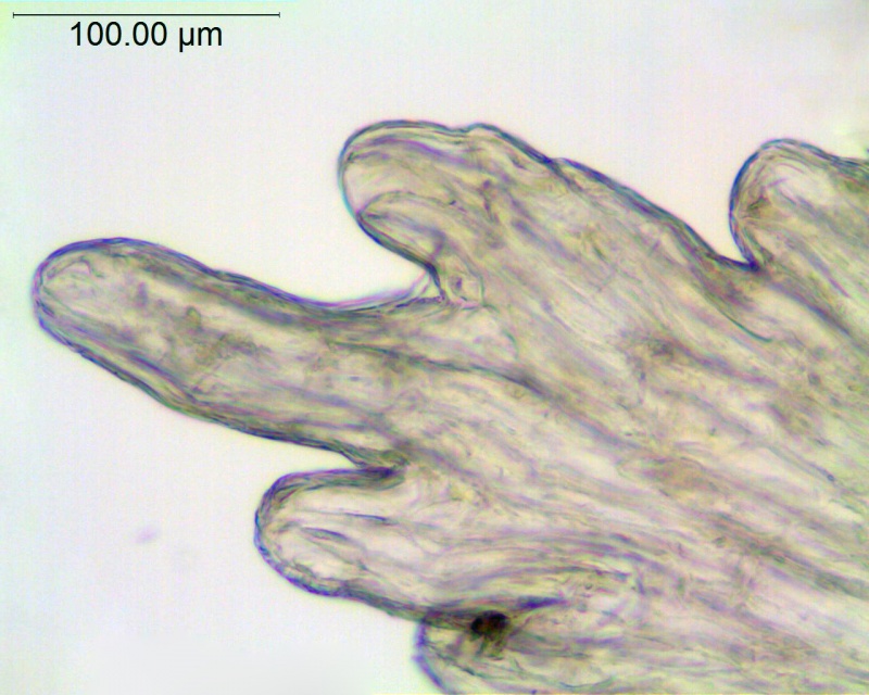 Cuscuta veatchii; Mexico, Porter 198 (MEXU)