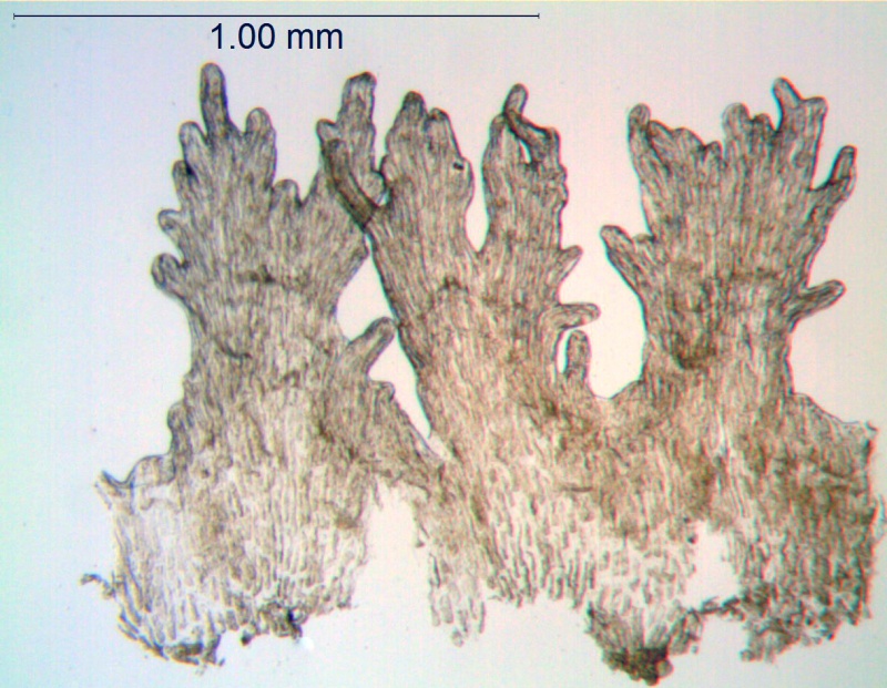 Cuscuta veatchii; Mexico, Porter 198 (MEXU)