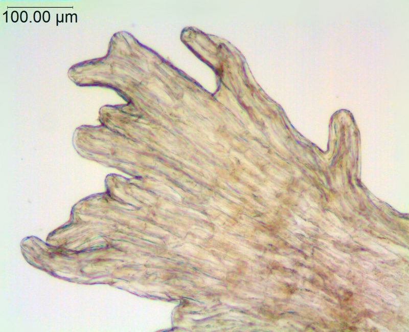 Cuscuta veatchii; Mexico, Porter 198 (MEXU)