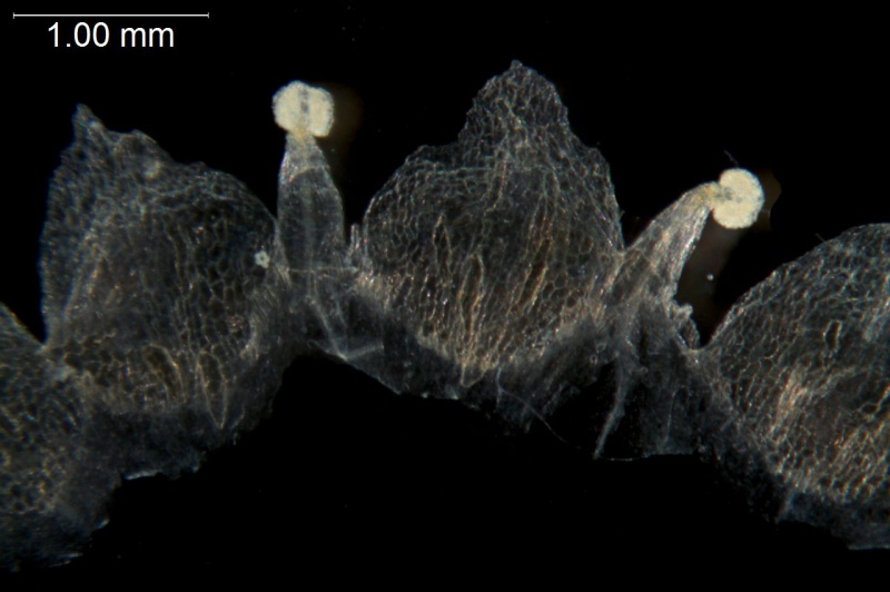 Cuscuta victoriana; Australia, Cowie 9624 (CANB)