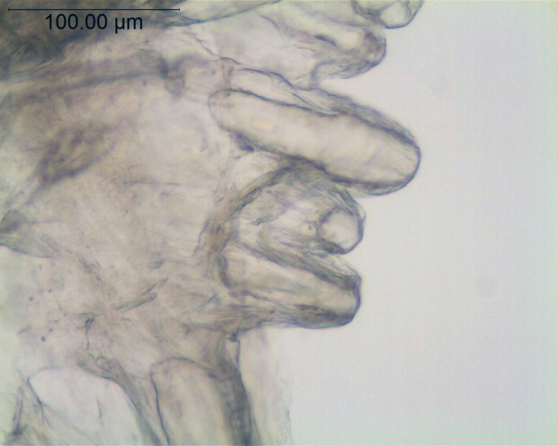 Cuscuta victoriana; Australia, Cowie 9624 (CANB)