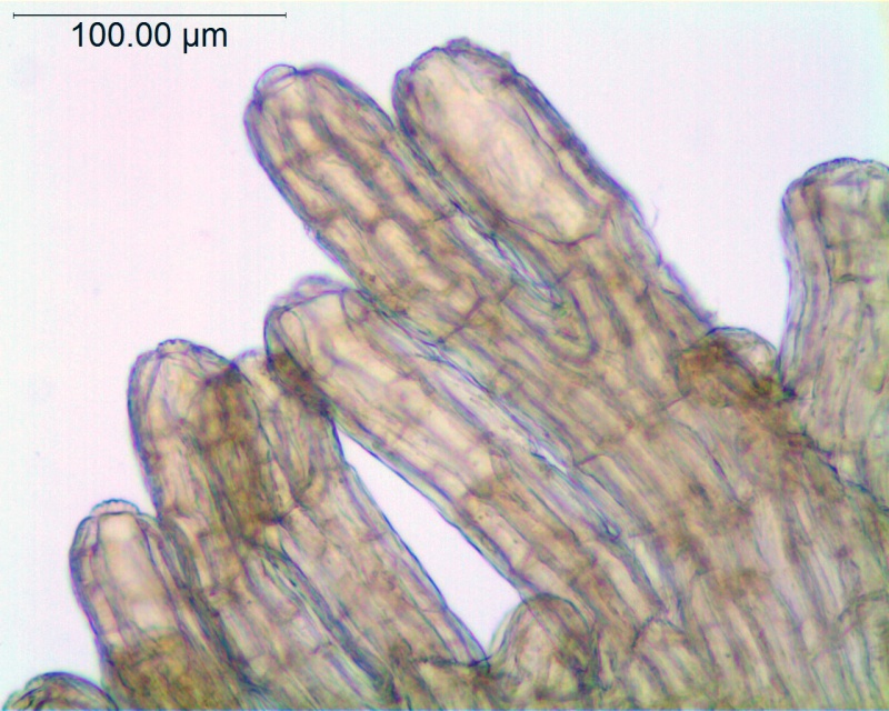 Cuscuta xanthochortos var. xanthochortos; Argentina, Arbo et al. 6953 (MO)