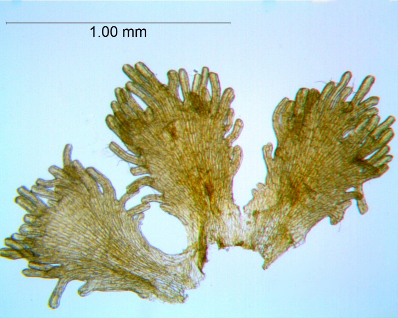 Cuscuta xanthochortos var. xanthochortos; Argentina, Arbo et al. 6953 (MO)