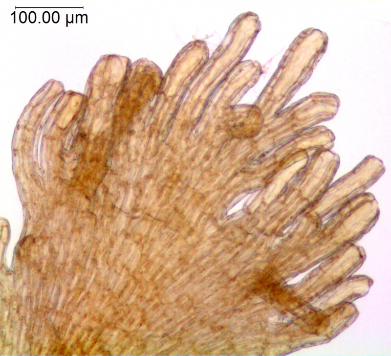 Cuscuta xanthochortos var. xanthochortos; Argentina, Arbo et al. 6953 (MO)
