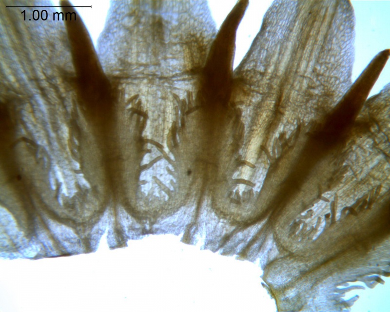 Cuscuta xanthochortos var. carinata; Paraguay, Bernardi 18758 (MO)