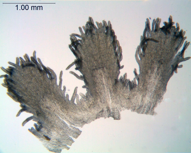 Cuscuta xanthochortos var. carinata; Paraguay, Bernardi 18758 (MO)