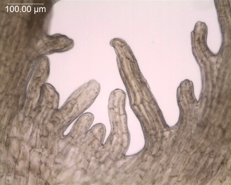 Cuscuta xanthochortos var. carinata; Paraguay, Bernardi 18758 (MO)