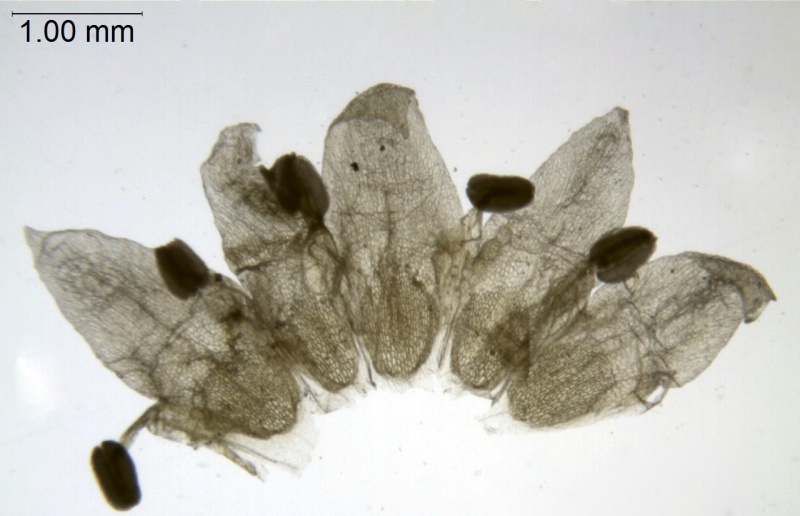 Cuscuta yucatana; Mexico, Nee & Taylor 29575 (MO)