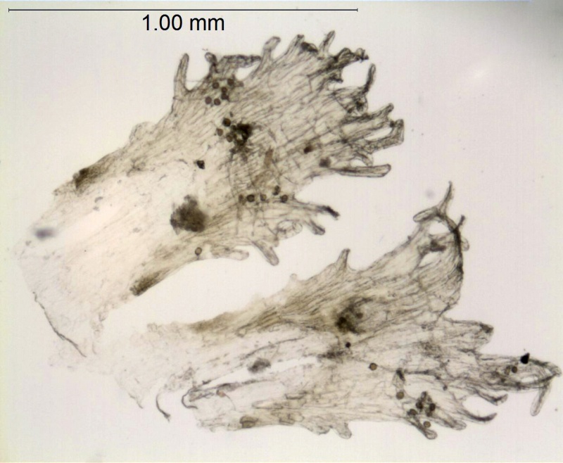 Cuscuta yucatana; Mexico, Nee & Taylor 29575 (MO)