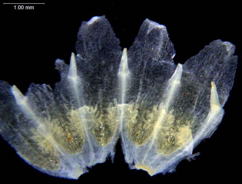 Cuscuta decipiens; Mexico, Henrickson 22781(RSA)