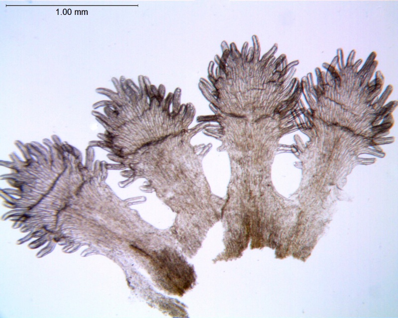 Cuscuta decipiens; Mexico, Henrickson 22781(RSA)