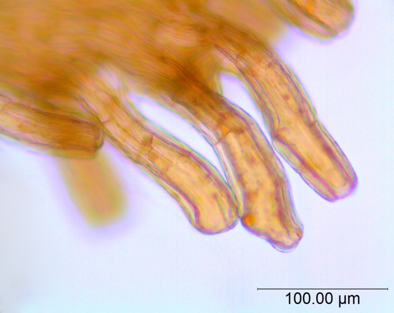 Cuscuta incurvata; Paraguay, Anisits 2395 (S)