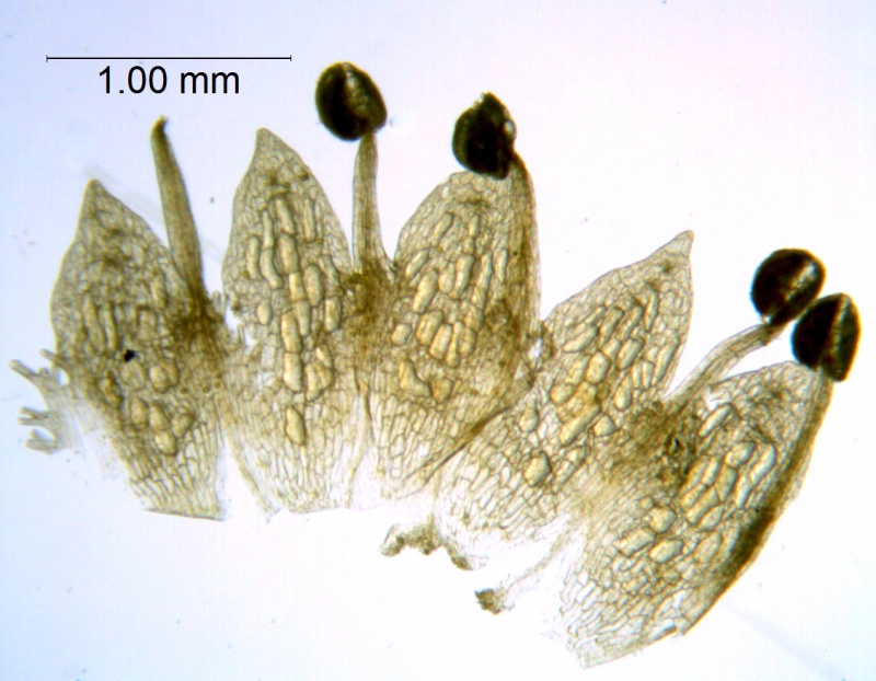 Cuscuta vandevenderi, Mexico, VanDevender et al. 2006-983 (WLU)
