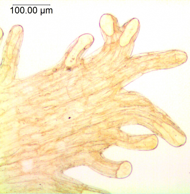 uscuta vandevenderi, Mexico, VanDevender et al. 2006-983 (WLU)