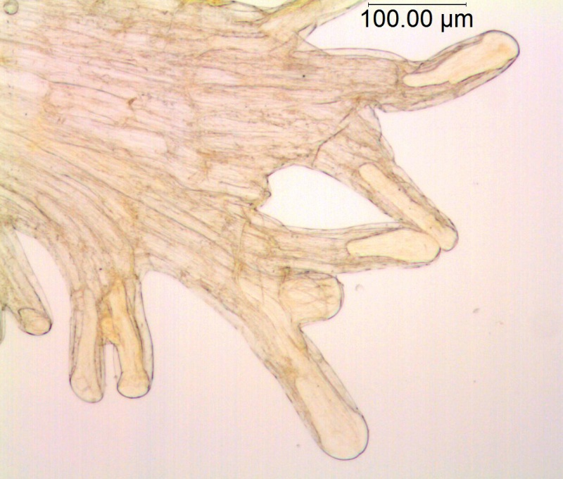 uscuta vandevenderi, Mexico, VanDevender et al. 2006-983 (WLU)