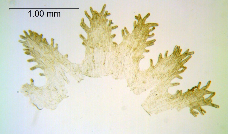 uscuta vandevenderi, Mexico, VanDevender et al. 2006-983 (WLU)