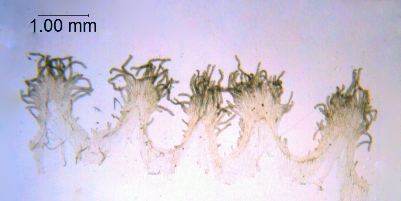 Cuscuta chinensis var. chinensis; China, Wang Wen-Tsai 2378 (RSA