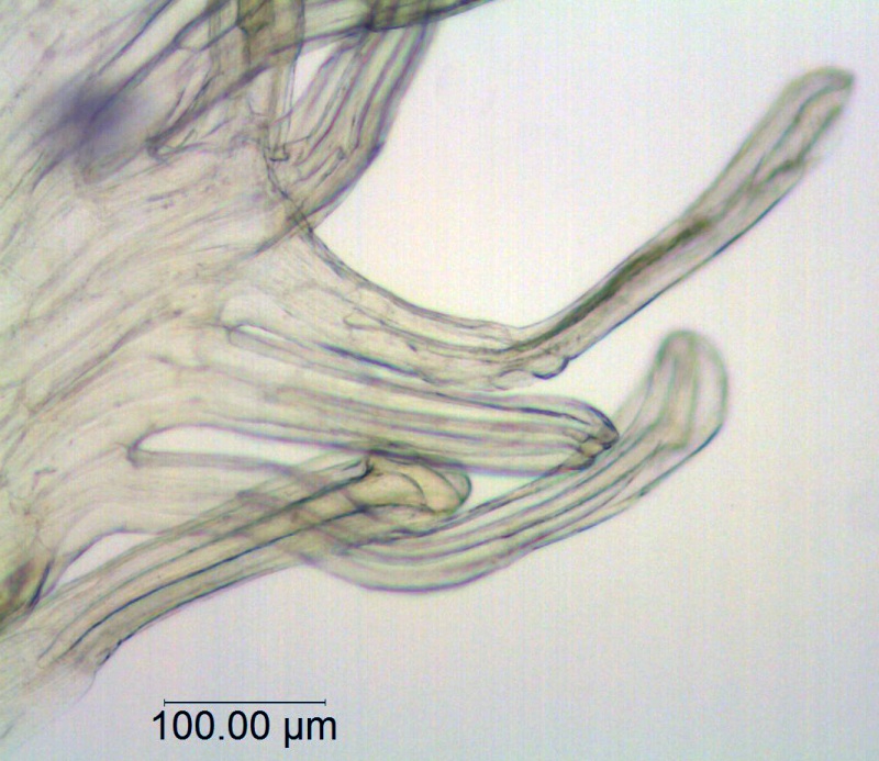 Cuscuta chinensis var. chinensis; China, Wang Wen-Tsai 2378 (RSA