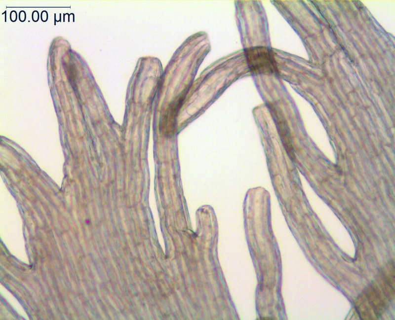 Cuscuta glomerata; U.S.A. Iowa, Armstrong 138214 (CAS)