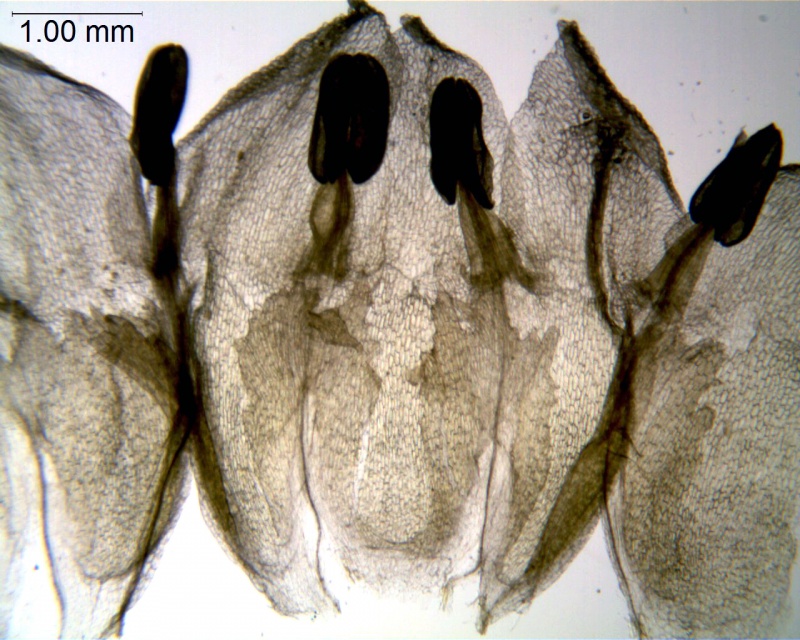 Cuscuta odontolepis; Mexico, Van Devender et al. 2006-467 (WLU)
