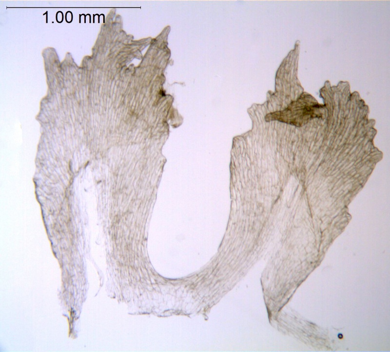 Cuscuta odontolepis; Mexico, Van Devender et al. 2006-467 (WLU)