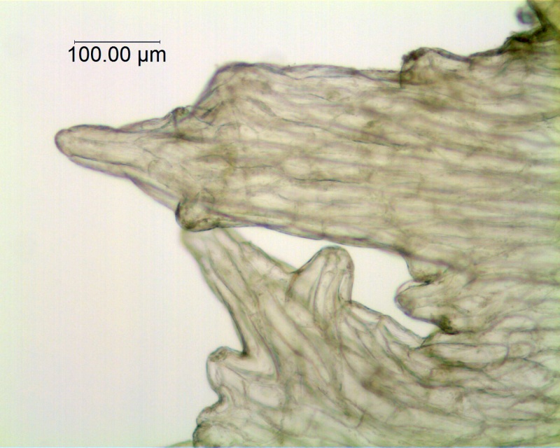 Cuscuta odontolepis; Mexico, Van Devender et al. 2006-467 (WLU)