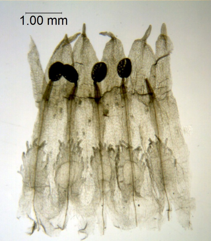 Cuscuta ortegana; Mexico, Van Devender et al. 2006-74 (WLU)