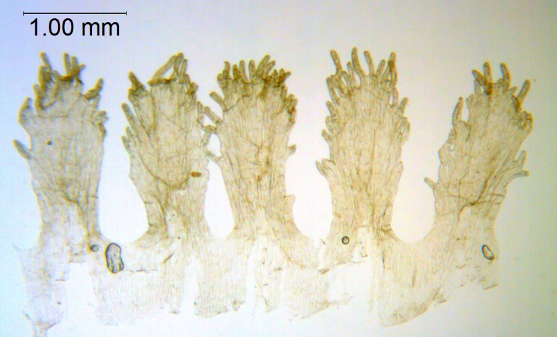Cuscuta ortegana; Mexico, Van Devender et al. 2006-74 (WLU)
