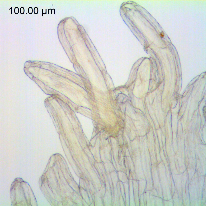 Cuscuta ortegana; Mexico, Van Devender et al. 2006-74 (WLU)
