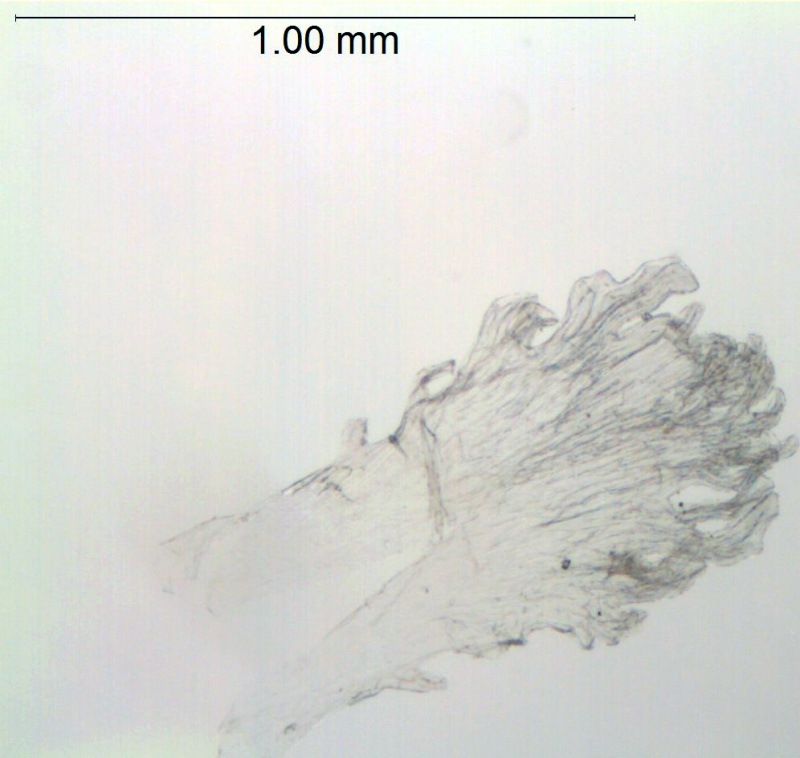 Cuscuta desmouliniana; Mexico, Van Devender 1410 (WLU)