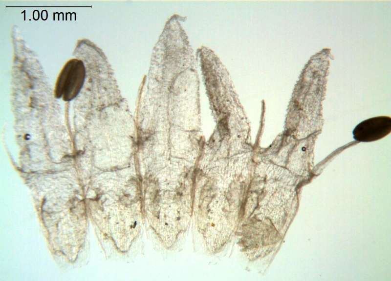 Cuscuta desmouliniana; Mexico, Van Devender 1410 (WLU)