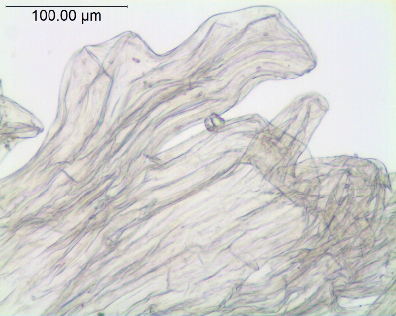 Cuscuta desmouliniana; Mexico, Van Devender 1410 (WLU)