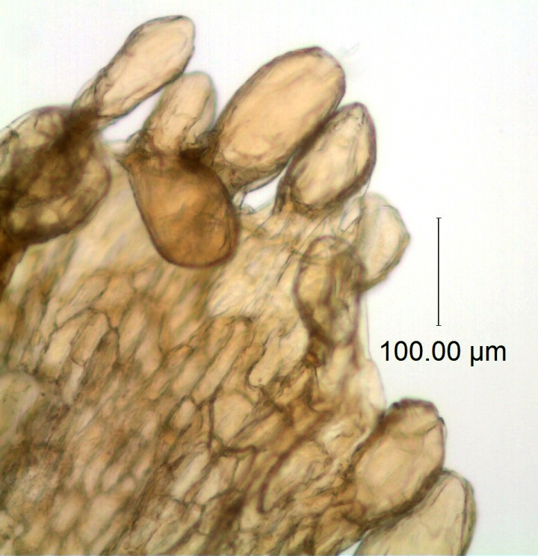 Cuscuta longiloba; Casas & Molero 4384 (MO)