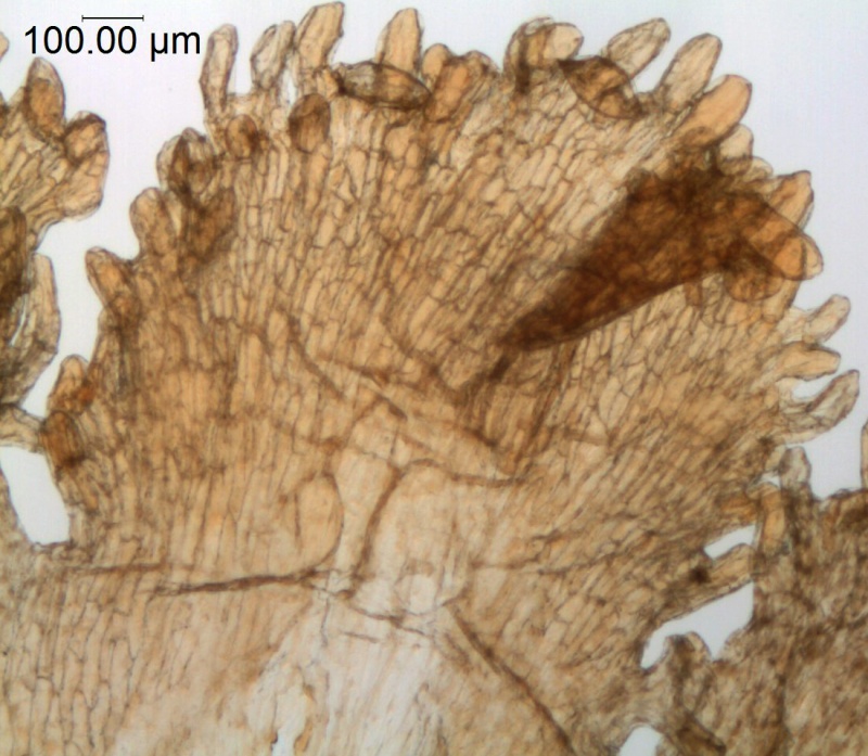 Cuscuta longiloba; Casas & Molero 4384 (MO)